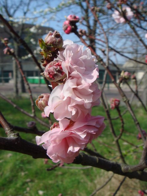 Prunus persica 'Klara Mayer' fleur